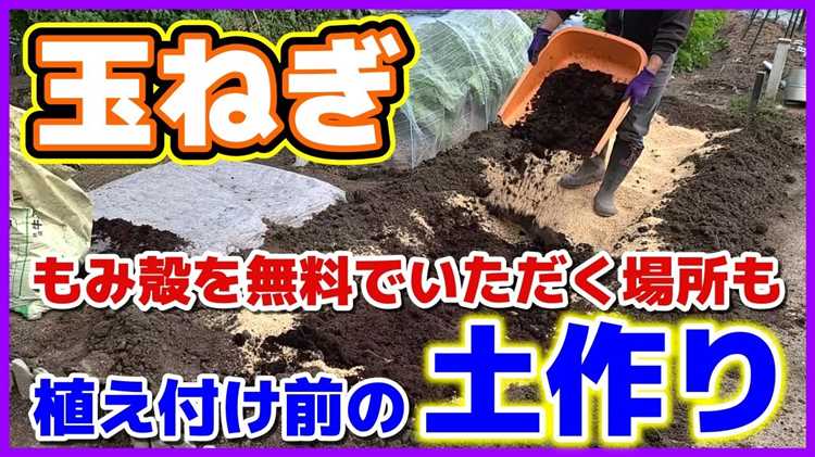 玉ねぎ栽培のための理想的な土作り方法は